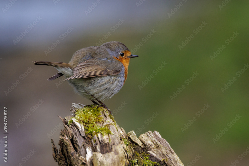 Obraz premium Rotkehlchen (Erithacus rubecula)