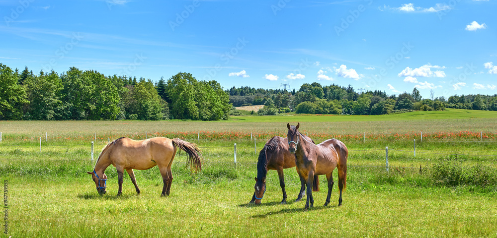 Obraz premium Agriculture, graze or horses in countryside with calm, equine or habitat in livestock management. Conservation, peaceful or animals outdoor with eating, nature preservation or farm ecology on field.