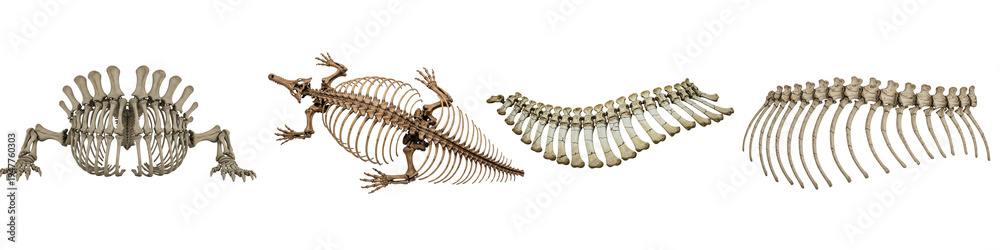 Obraz premium Collection of Animal Skeletons and Vertebral Columns.