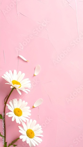 A pink background with white daisies and petals