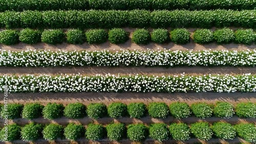 Agricultural Symmetry: A striking aerial view of a meticulously cultivated agricultural field showcases rows of vibrant green and white crops, creating a harmonious and aesthetically pleasing pattern.