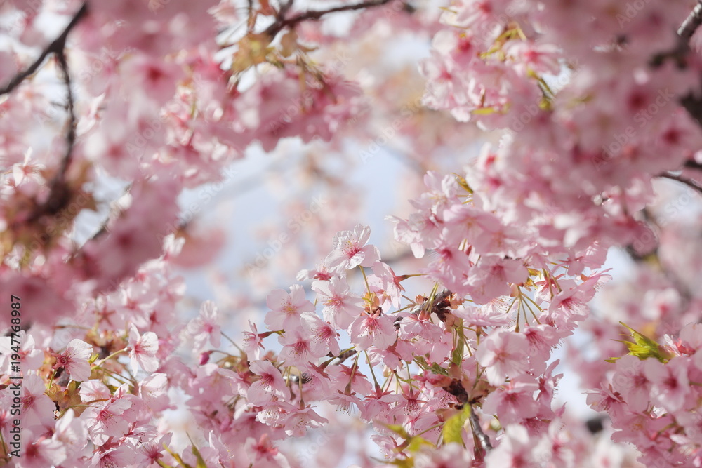 Obraz premium 春に満開の河津桜