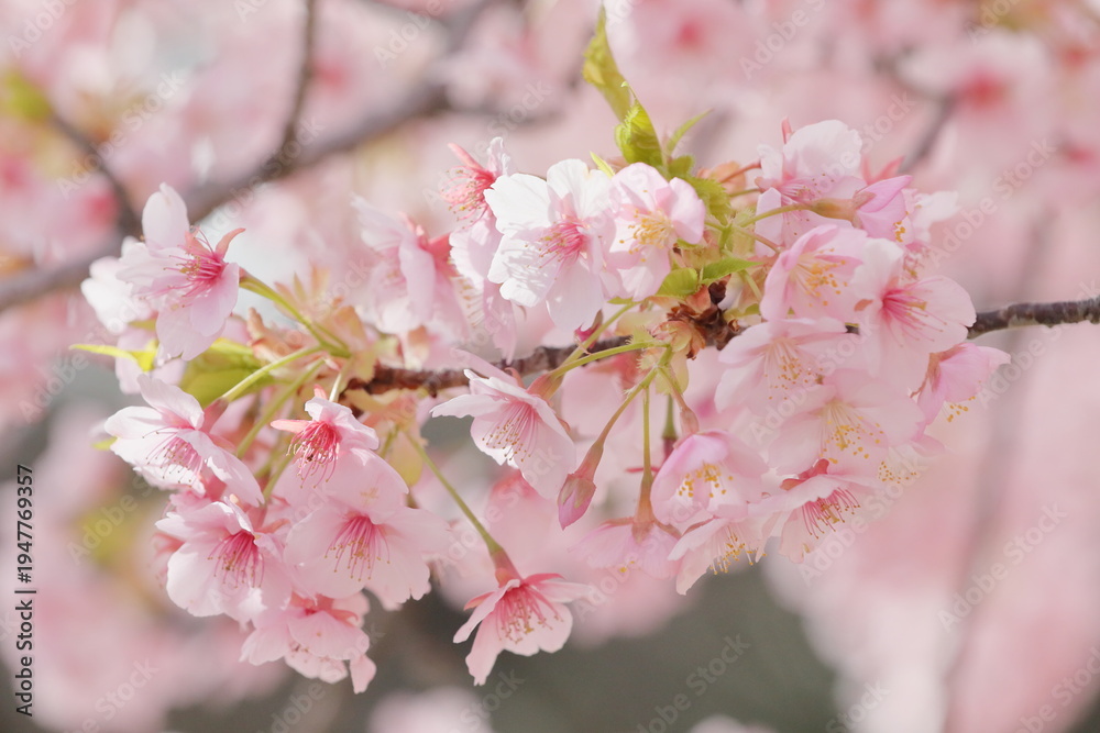 Fototapeta premium 春に満開の河津桜