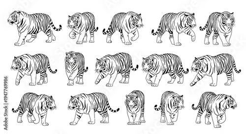 Dynamic line art illustrations of majestic tigers in various walking poses, showcasing intricate details of their powerful form, stripes, and expressive features, ideal for diverse design projects