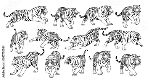 Captivating collection of black and white tiger illustrations, meticulously detailed with prominent whiskers and various dynamic poses, perfect for wildlife and animal design