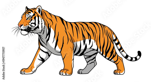 Striking vector illustration of a majestic tiger walking, featuring its iconic orange and black stripes and prominent whiskers, embodying wild strength and grace