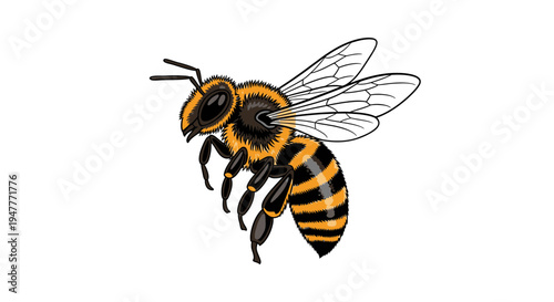 Flying Honey Bee Insect Closeup View.