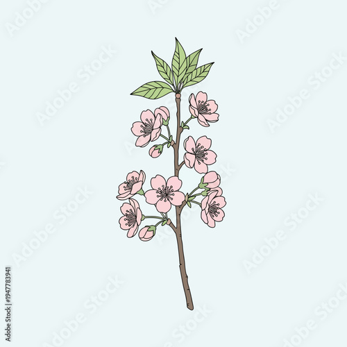 Illustration of Cherry Blossom Branch with Flowers 1.