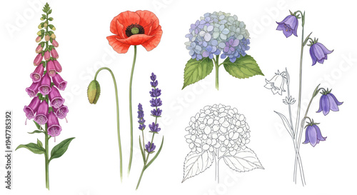Watercolor Botanical Illustrations of Wildflowers: Foxglove, Poppy, Lavender, Hydrangea, Bluebell