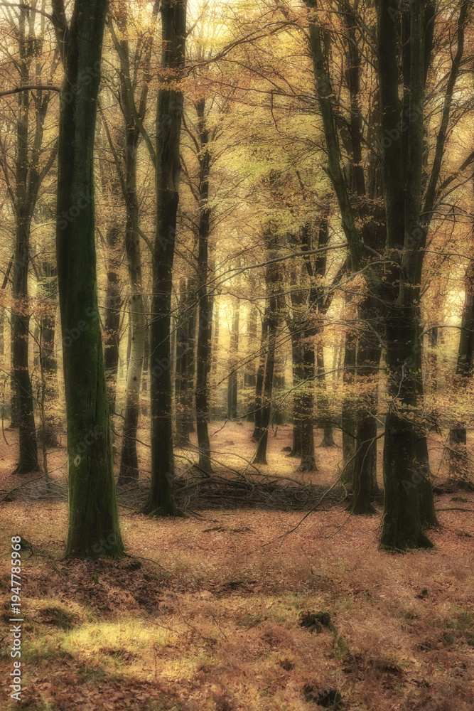 Fototapeta premium Background, environment and remote with trees outdoor for conservation, growth or sustainability. Landscape, nature and wallpaper with forest location in green ecosystem for ecology or habitat