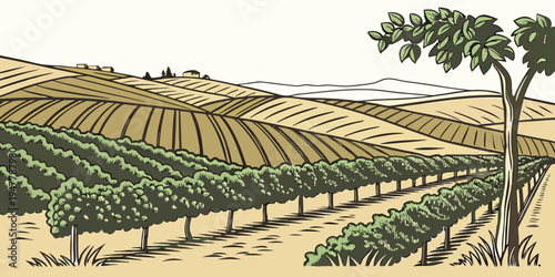 A vineyard with rows of grapevines and a tree Vector