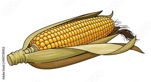 Fresh Corn Cob with Husk Isolated on White Background