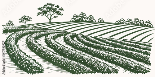 A green field with rows of bushes and trees in the background Vector