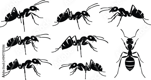 Ant Insect Icon Set with Detailed Poses and Angles for Entomology, Nature, and Biology Design