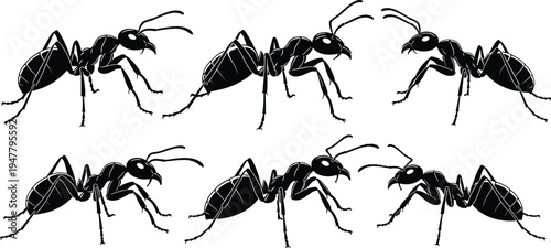 Ant Insect Icon Set with Detailed Poses for Entomology, Nature, and Biology Design