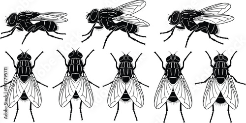 Fly Insect Icon Set with Detailed Poses and Winged Angles for Biology, Entomology, and Nature Design
