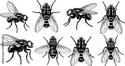 Fly Insect Icon Set with Different Poses and Angles for Nature, Biology, and Entomology Design