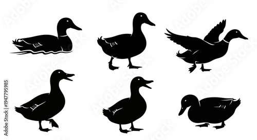 Set of Black Duck Silhouettes in Various Poses on White Background