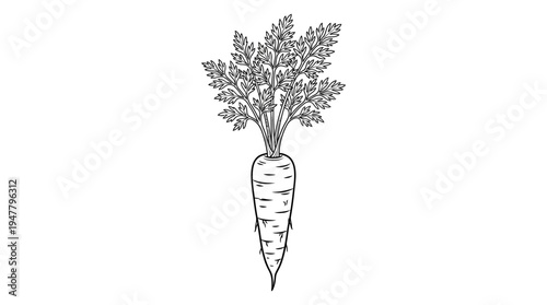 Detailed illustration of a single carrot.