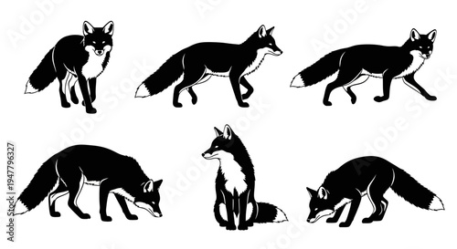 Set of Black Fox Silhouettes in Various Poses, Isolated on White Background