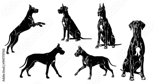 Set of Black Great Dane Dog Silhouettes in Various Poses on White Background