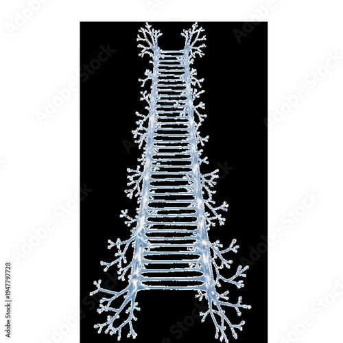 DNA double helix structure illustration.