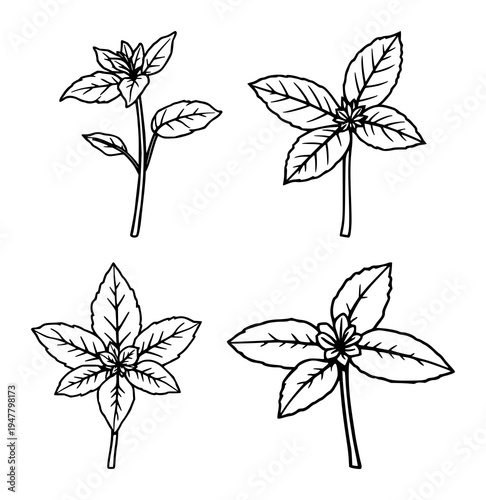 Mint sprig set with single weight line art design featuring culinary, herb, drawing with plant and ingredient