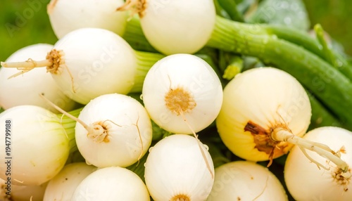 Close-up of a pile of freshly harvested, white onions with their green tops and rootlets still attached. The background is a blurry green