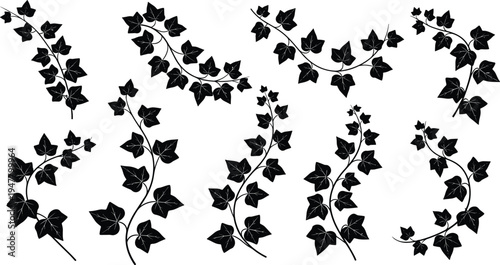 Ivy Vine Illustration Icon Set with Curved Leaves and Branches for Nature, Gardening, and Eco-Friendly Design