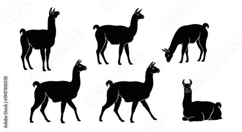 Set of Black Llama Silhouettes in Various Poses on White Background
