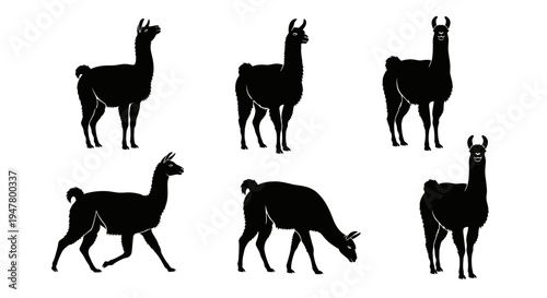 Set of Black Llama Silhouettes on White Background, Various Poses