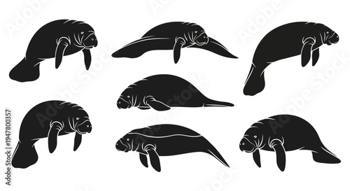 Set of Black Manatee Silhouettes on White Background, Marine Mammal Vector Illustrations