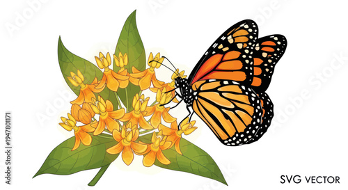 Monarch butterfly feeding on orange milkweed flowers, vector illustration