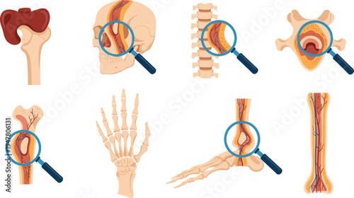 Human Skeleton and Bone Illustration Set Featuring Magnifying Glasses on Bones, Joints, and Spinal Structures for Medical, Anatomy, and Health Designs