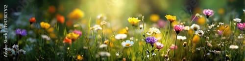 Vibrant Wildflower Meadow Bathed in Golden Sunlight, a Beautiful Spring and Summer Landscape.