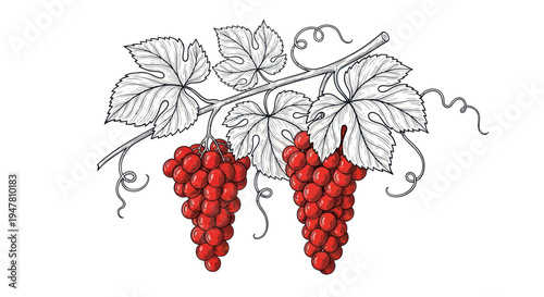 Red Grapes Bunch on Vine with Leaves, Hand Drawn Illustration