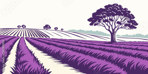 A purple field with rows of lavender and a tree Vector