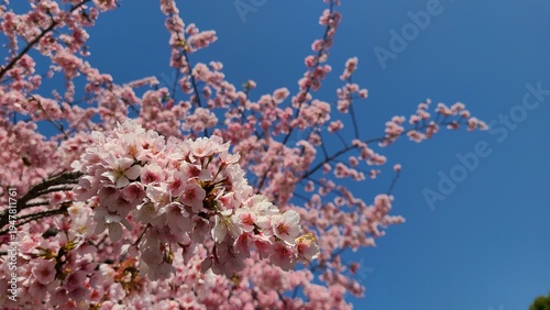 桜の季節