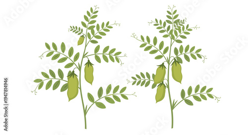 Two simple botanical illustrations of green chickpea plants with leaves and developing pods, isolated against a plain white background.