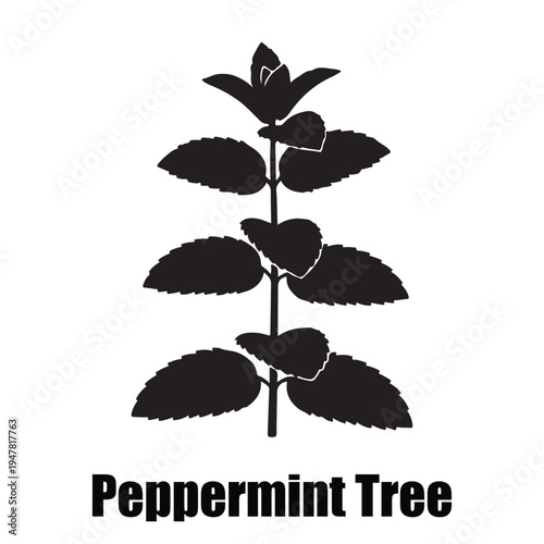  Peppermint Tree Botanical Silhouette Icon with Serrated Leaves