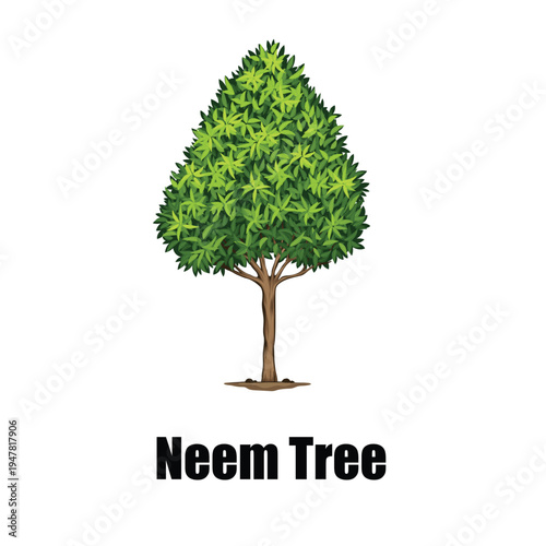  Neem Tree (Azadirachta Indica) Full Botanical Illustration with Green Foliage