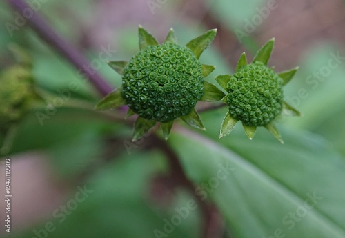 Принти на полотні Eclipta prostrata (Urang-aring) This button-like green structure is developing a flower bud, which eventually blooms into a small white flower