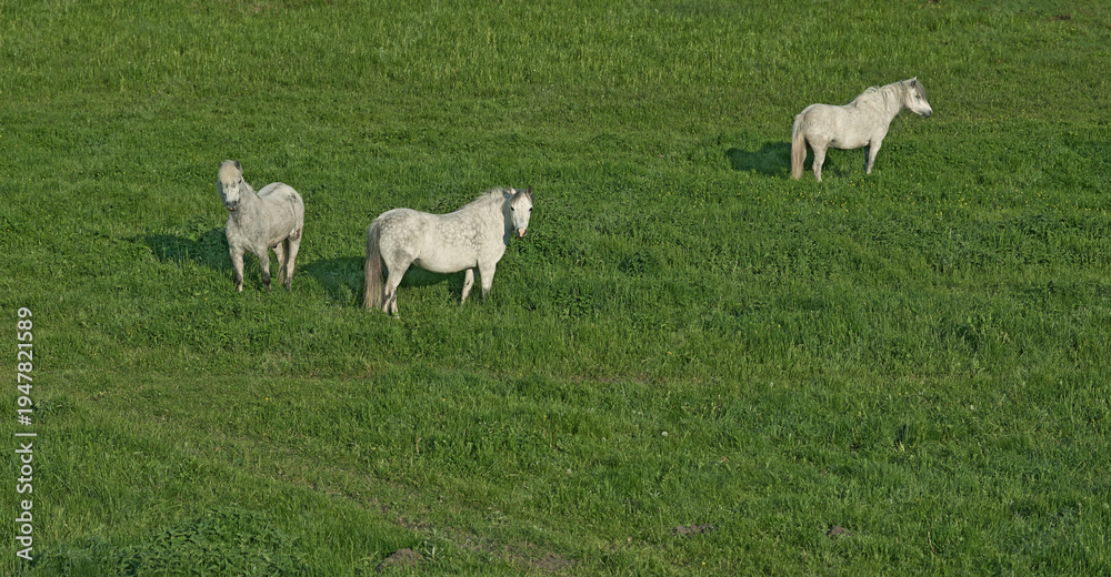 Obraz premium Grass, farm and horses in nature for agriculture, livestock and grazing with herd outdoor. Prairie, equine and animals at field on ranch with landscape, countryside or pasture with space for portrait