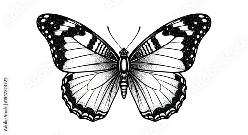 Intricate Black and White Butterfly Illustration, Detailed Ink Drawing, Isolated on White
