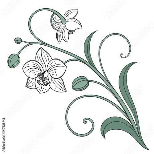 Decorative Orchid Flowers with Buds, Swirl Stems and Leaves, Vector Illustration