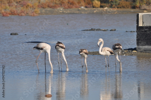 The bird Flamingo in the natural environment in Lady's Mile Limassol
