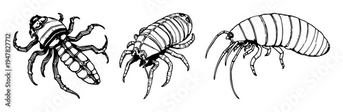 Deep-sea giant isopod set with hand-drawn scientific illustration in antique woodcut style featuring marine, biology, illustration with white background and line art