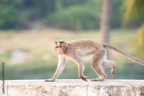 Tableau sur toile Rhesus monkey running on a wall, barbary macaque ape, wildlife and urban environ