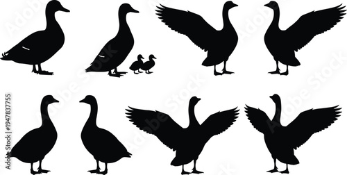 Duck silhouettes including standing walking and wings spread poses with ducklings wildlife bird illustration set isolated