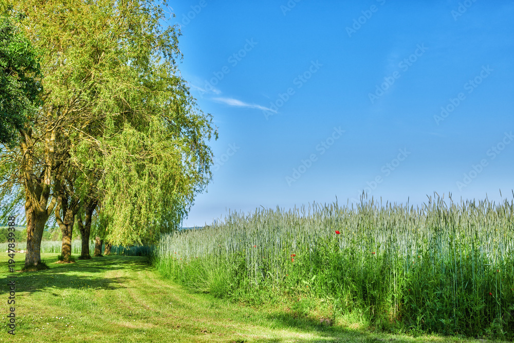 Naklejka premium Farm, poppies and wheat with trees for growth, agriculture and sustainable with space on blue sky. Land, grain or crops outdoor for agro, food production or flowers with grass field in countryside